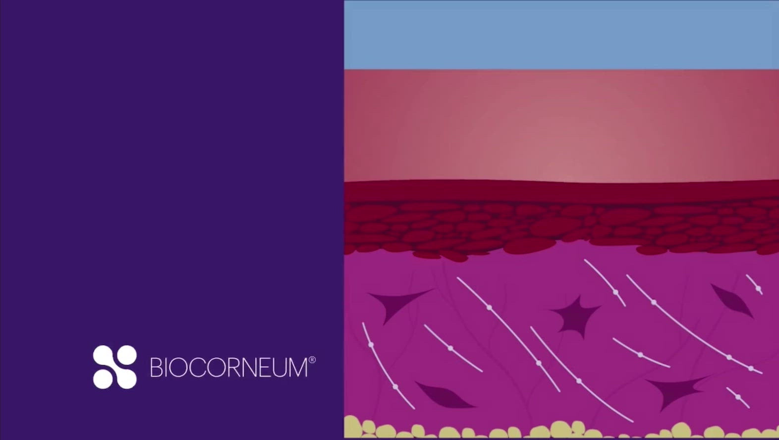 sientra biocornium advanced scar treatment with crosslinking silicone animation video